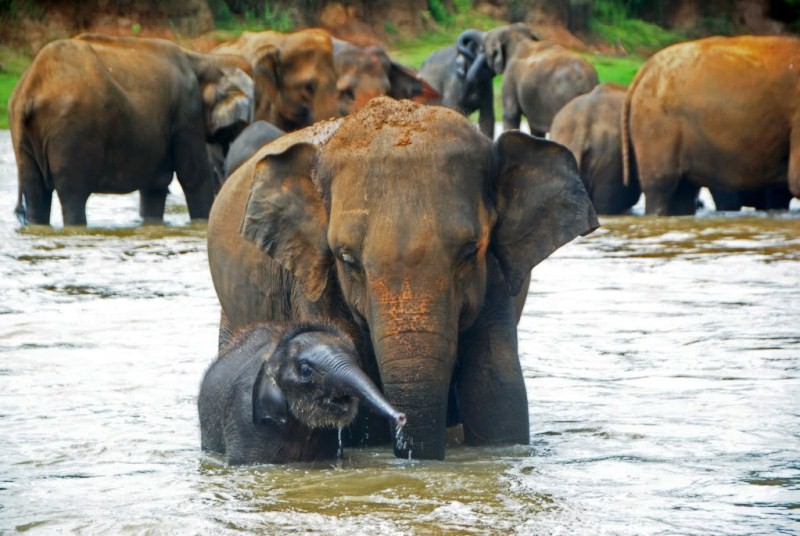 Imageresult for pinnawala elephant orphanage A mother’s touch