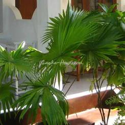 BEACH BUNGALOW Guest House