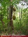 Land For Sale in the mountain area