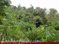 Land For Sale in the mountain area