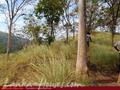 Land For Sale in the mountain area