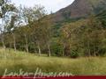 Land For Sale in the mountain area