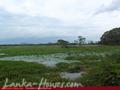 Land in front of lake (L7)