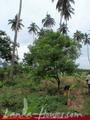 Land in front of lake (L7)