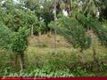 Land in front of the lake (L8)
