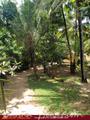 FLORA AND FAUNA MIRISSA