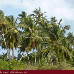 Beach Land in Tangalla area (150 perch)