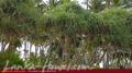 Beach Land in Tangalla area (150 perch)