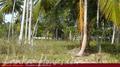Beach Land in Tangalla area (150 perch)