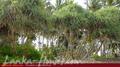 Beach Land in Tangalla area (150 perch)