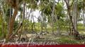 Beach Land in Tangalla area (150 perch)