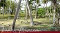 Beach Land in Tangalla area (150 perch)