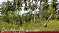 Beach Land in Tangalla area (150 perch)