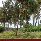 Beach Land in Tangalla area (1,5 acre)