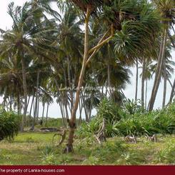 Beach Land in Tangalla area (1,5 acre)