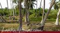 Beach Land in Tangalla area (1,5 acre)