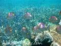 Chaaya Blu Hotel Trincomalee