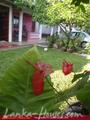 FLOWER GARDEN Guest House