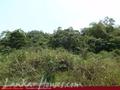Land on the lake in Panadura