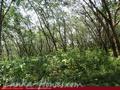 Land on the lake in Panadura