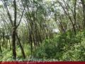 Land on the lake in Panadura