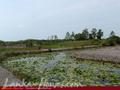 Land on the lake in Panadura