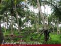 Beach front land with house in Habaraduwa