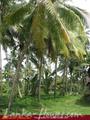 Beach front land with house in Habaraduwa