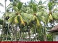 Beach front land with house in Habaraduwa