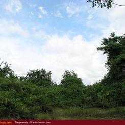 Land for sale. 5 km from Tangale. 4.5 acre