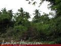 Land for sale. 5 km from Tangale. 4.5 acre