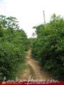Land for sale. 5 km from Tangale. 4.5 acre