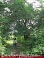 Land for sale. 5 km from Tangale. 4.5 acre