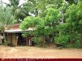 Green land for sale. 5 acre.