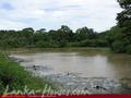 Green land for sale. 5 acre.