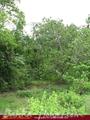 Green land for sale. 5 acre.