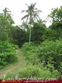 Green land for sale. 5 acre.