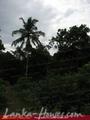 Green land for sale. 5 acre.