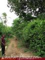Green land for sale. 5 acre.