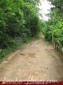 Green land for sale. 5 acre.