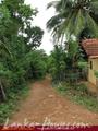 Green land for sale. 5 acre.