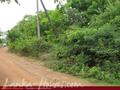 Green land for sale. 5 acre.