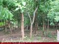 Green land for sale. 5 acre.