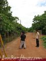 Green land for sale. 5 acre.