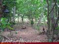 Green land for sale. 5 acre.
