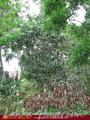 Green land for sale. 5 acre.