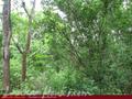 Green land for sale. 5 acre.