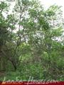 Green land for sale. 5 acre.