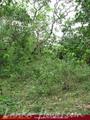 Green land for sale. 5 acre.