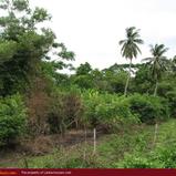 2.5 acre land in paddy fields